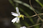 Southern butterwort